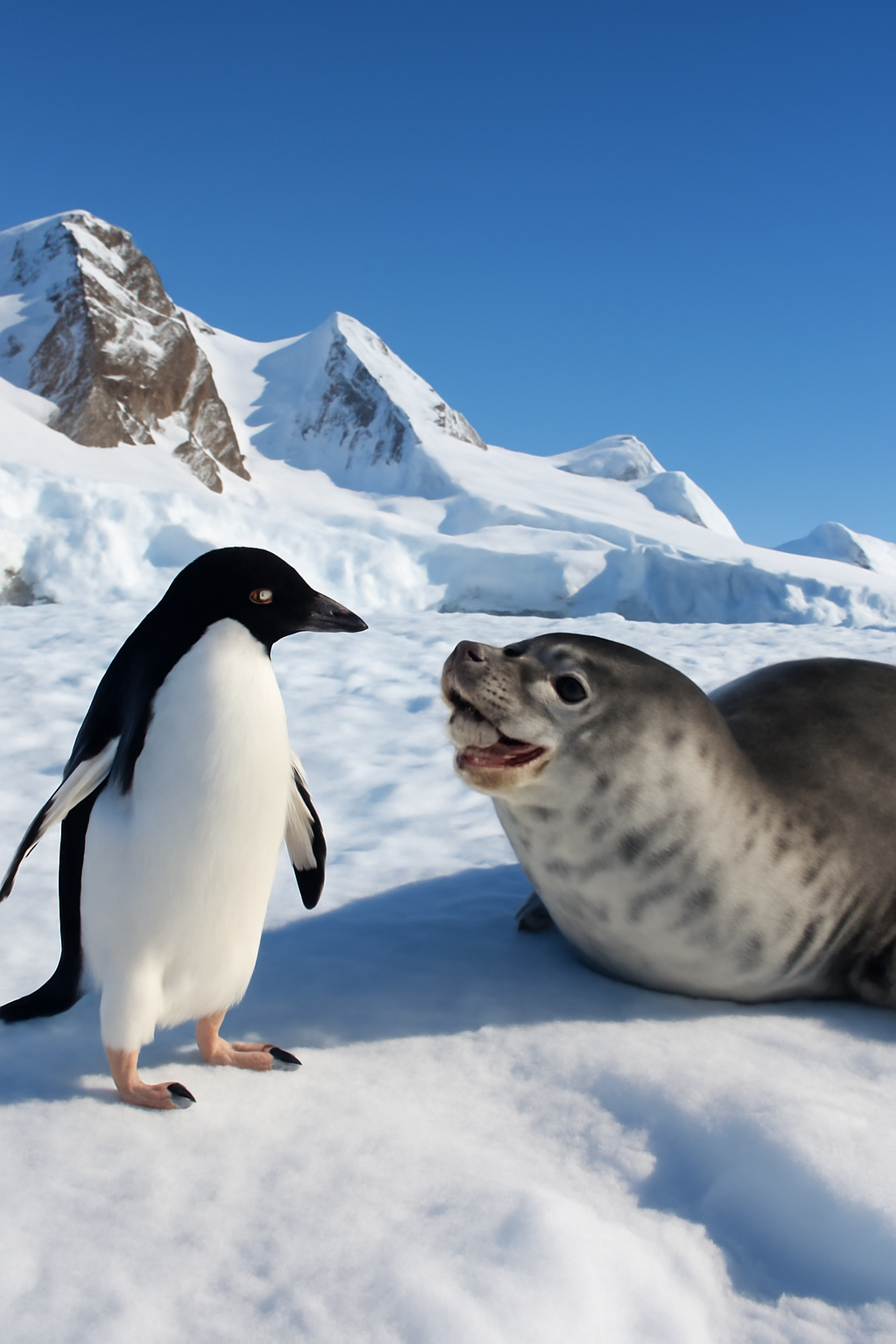 The New Adventure of Porter the Penguin